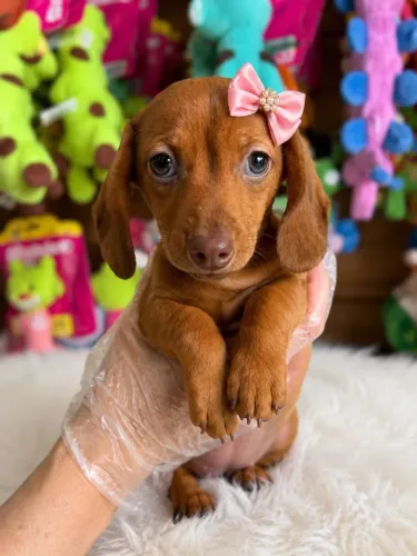 Basset