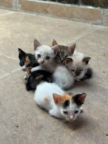 GATINHOS PARA ADOÇÃO