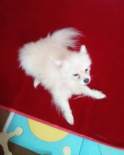 Spitz Alemão - LULU da pomeranha