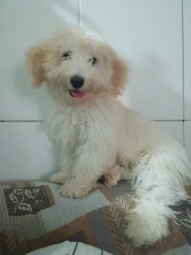 Vende poodle toy