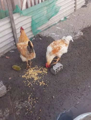 Galos é patos à venda