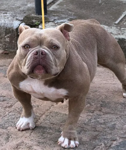 América Bully 