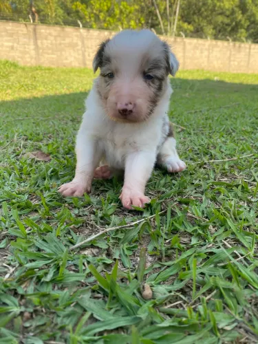 Filhote de Border collie red merle 