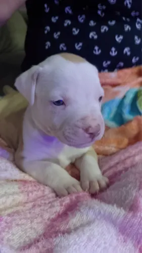 Filhotes de Pitbull red nose com Pitmonster
