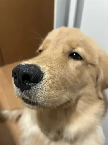 Golden / 5 meses