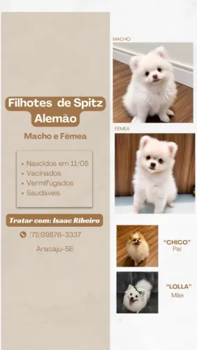 FILHOTES SPITZ ALEMÃO (LULU)