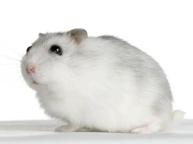 Hamster Anão russo filhote