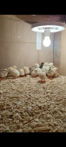 Pintinho de 1 semana de galinha caipira 