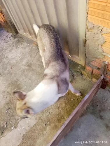 Cachorra docio não e braba
