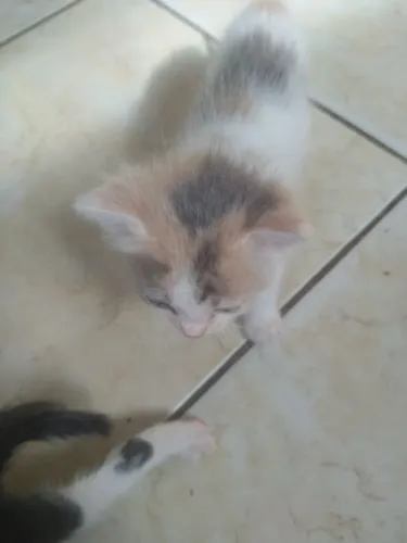 Gatinhos para adoção cuidadosa