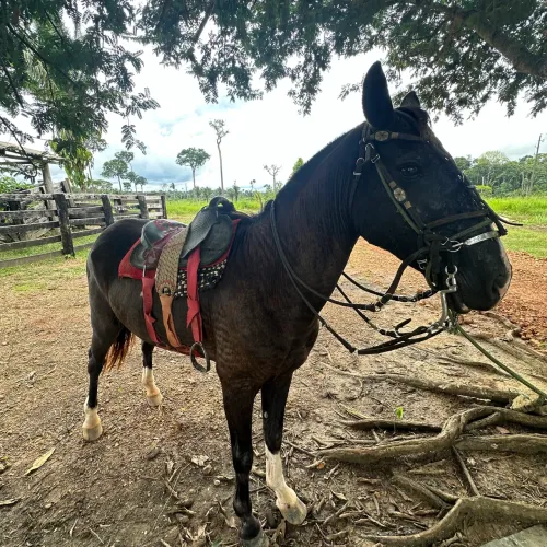 Cavalo