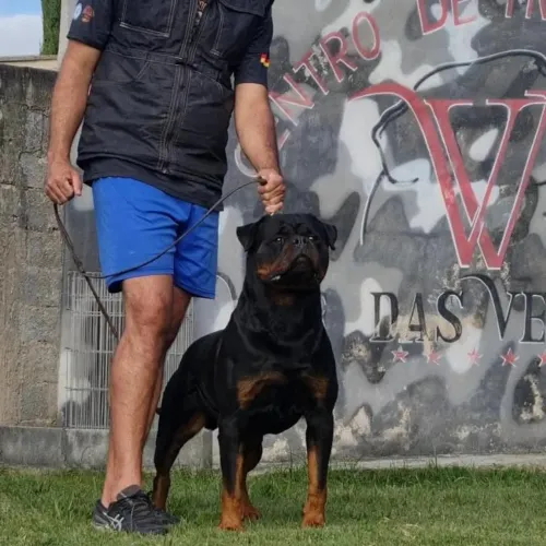 Filhote de rottweiler