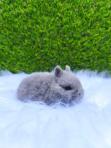 Netherland Dwarf linhagem importada ( coelho anão)