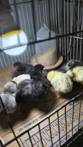 Vendo pintinhos caipira de ótima qualidade