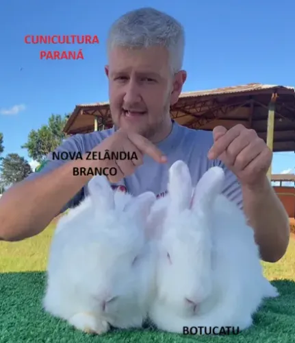 Coelhos TODAS RAÇAS mini, anões, medias e gigantes