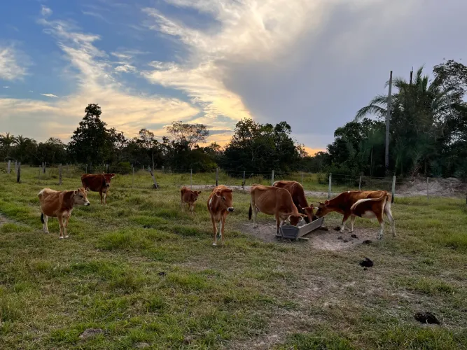 Vende-se lote de gado Jersey