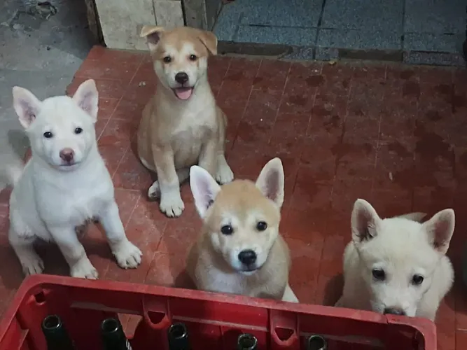 Filhotes de Akita puro