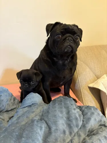 Pug fofinho