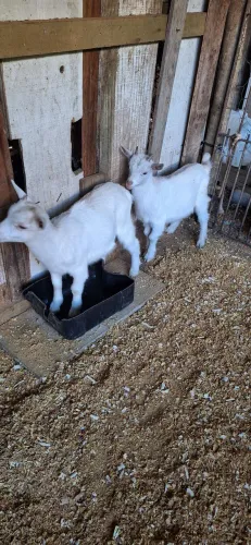 Vendo casal de mini cabra