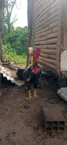 Galo pescoço pelado lindo lindo