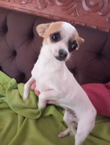 Chihuahua fêmea 