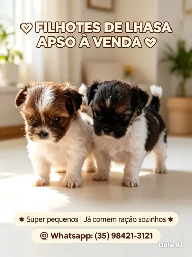 Lhasa apso