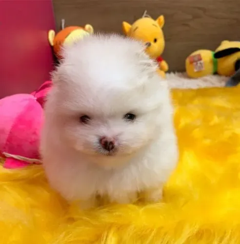 Filhote de Spitz Alemão Para Quem Ama Fofura e Personalidade