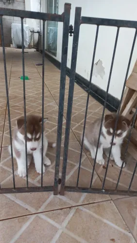 Filhotes de husky Siberiano