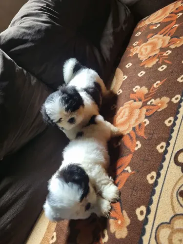 Filhote de Shih Tzu, faço entrega grátis para qualquer região
