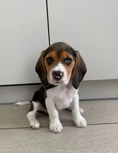 Beagle femea linda demais