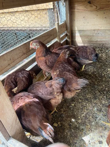 Lote com 10  Rhode Island Red padrão americano