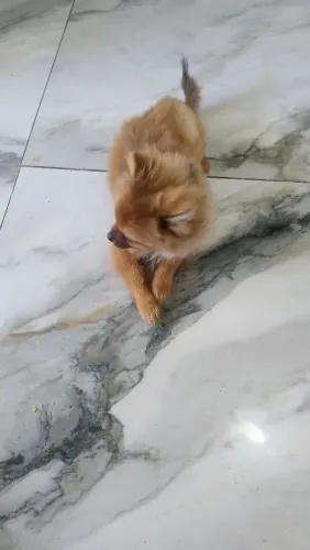 Filhote de spitz alemão com 5 meses com carteirinha assinada e carimbada pelo veterinário