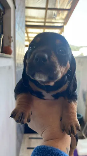 Filhotes de Basset