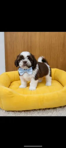 Disponível filhote de Shih Tzu.