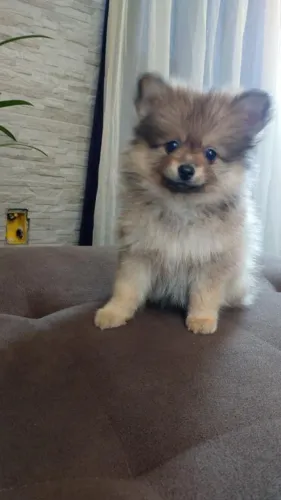 Spitz Alemão adorável