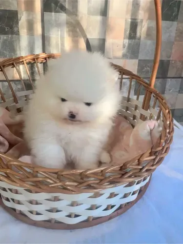 Lulu da Pomerania ?