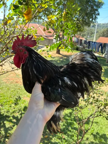 Galo mini cochin 