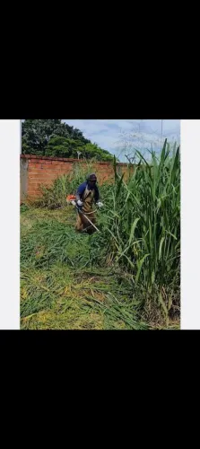 Capinas e poudas de árvores 