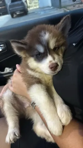 Filhote de Husky Siberiano MACHO