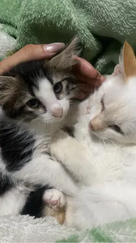 Doação de gatinhos