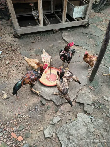 Galinhas de raça 