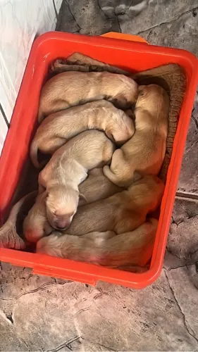 Filhotes de Golden Retriever 