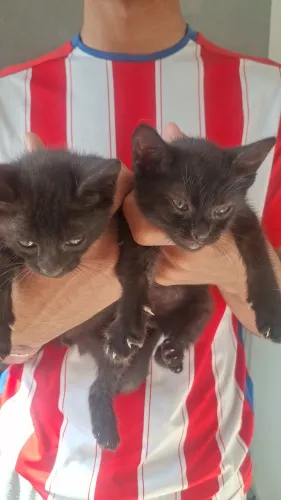 gatinhas para doação