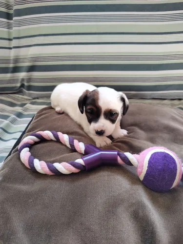 Jack Russell Terrier - filhote