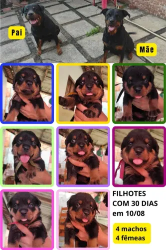 Filhotes de Rottweiler