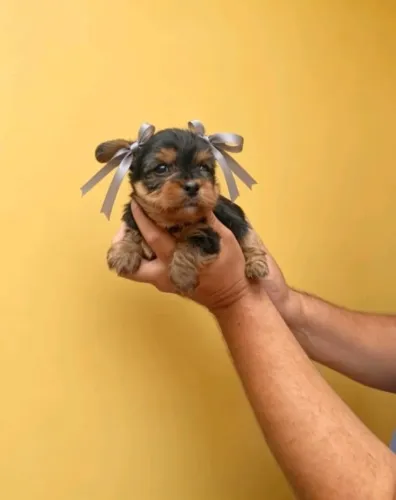 Yorkshire Terrier macho saudável