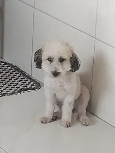 Vende cachorro ilhaza apso
