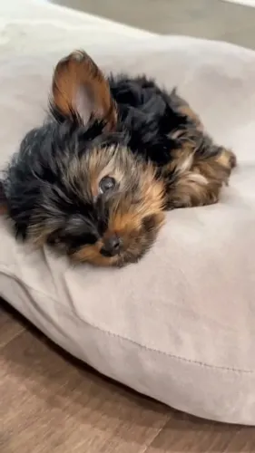 Yorkshire Mini