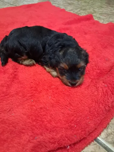 Cachorro Yorkshire Terrie