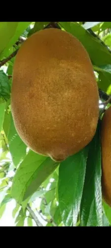 MUDAS DE CUPUAÇU 
